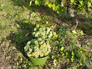 IMG_20180917_171307_1600