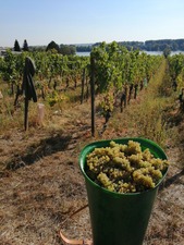 IMG_20200914_122224_1600