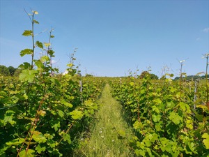 IMG_20180604_102753_1600