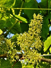 IMG_20190617_182552_1600