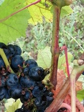 IMG_20200825_085641_1024