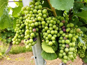 IMG_20190811_154506_1600