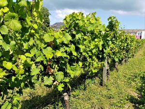 IMG_20180627_104130_1600