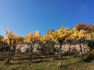 IMG_20201019_123245_1600