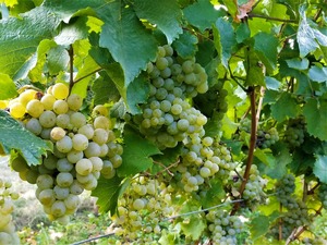 IMG_20180914_164913_1600