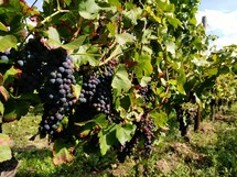 IMG_20180826_152712_1600