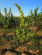 IMG_20200723_072939_1024