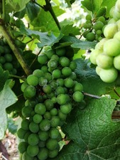 IMG_20200717_080925_1600