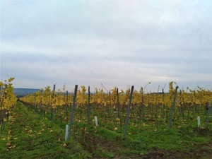 P_20191030_152635_1600