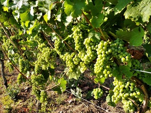 IMG_20180731_082707_1600