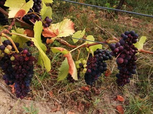 IMG_20200825_105039_1024