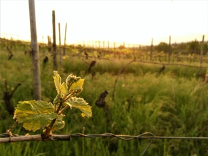 IMG_20180424_064403_1600