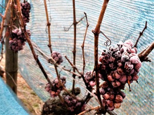 IMG_20190122_091618_1600