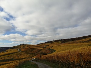 IMG_20201031_110716_1600