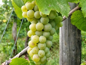 IMG_20190820_182816_1600