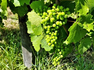 IMG_20180620_161513_1600