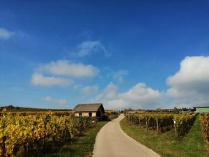 IMG_20201019_113915_1600