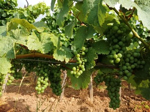 IMG_20200717_082854_1600