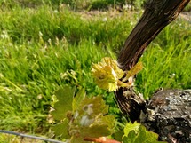 IMG_20180503_090935_1600