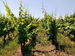 IMG_20190630_133422_1600