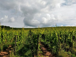 IMG_20180618_095410_1600