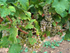 P_20190924_084221_vHDR_Auto_1600