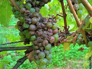 P_20191009_173809_1600