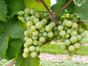 IMG_20190820_154835_1600