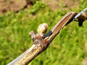 IMG_20180417_125410_1600