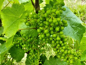 IMG_20180615_135437_1600