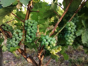 IMG_20200812_072632_1024