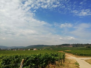 IMG_20200814_112538_1024