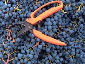 Cabernet Sauvignon 02_1600