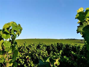 IMG_20180802_074454_1600