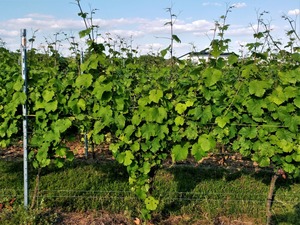 IMG_20190617_182522_1600