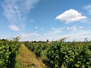 IMG_20180621_153533_1600