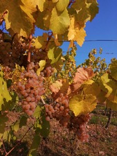 IMG_20201019_131434_1600