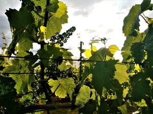 IMG_20190607_195127_1600