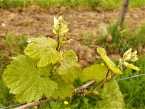 IMG_20180425_100341_1600