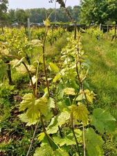 IMG_20180517_091343_1600