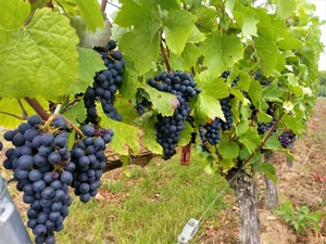 IMG_20190908_152239_1600