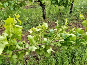 IMG_20180524_111424_1600