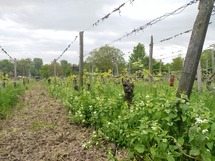 IMG_20180425_125806_1600