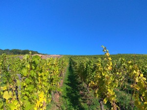 P_20191012_111343_1600