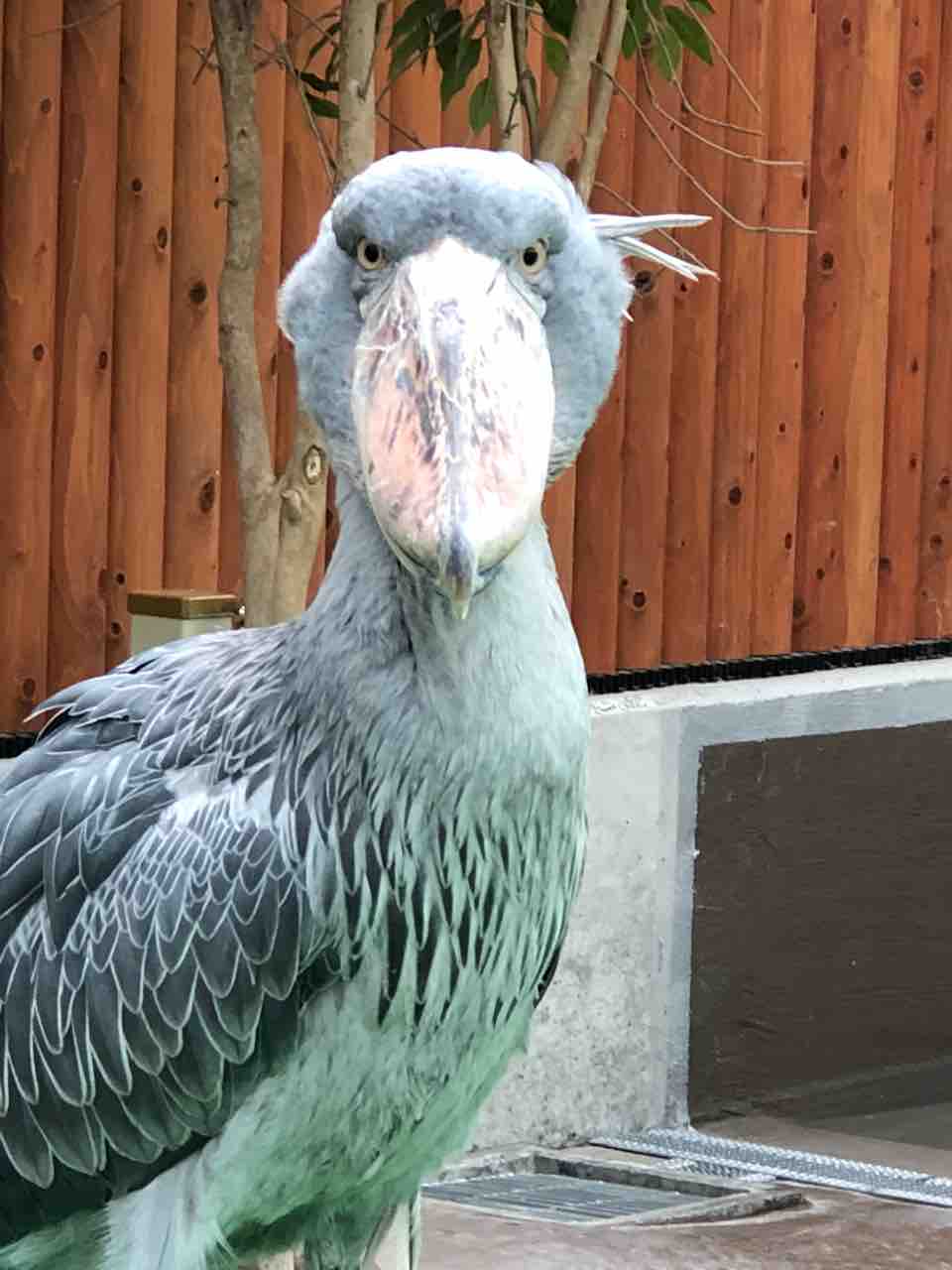 掛川花鳥園でハシビロコウさんに会うの旅 Omc銀河を買う事にした 掛川花鳥園でハシビロコウさんに会うの旅 Omc銀河を買う事にした