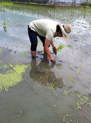 2011田植え2