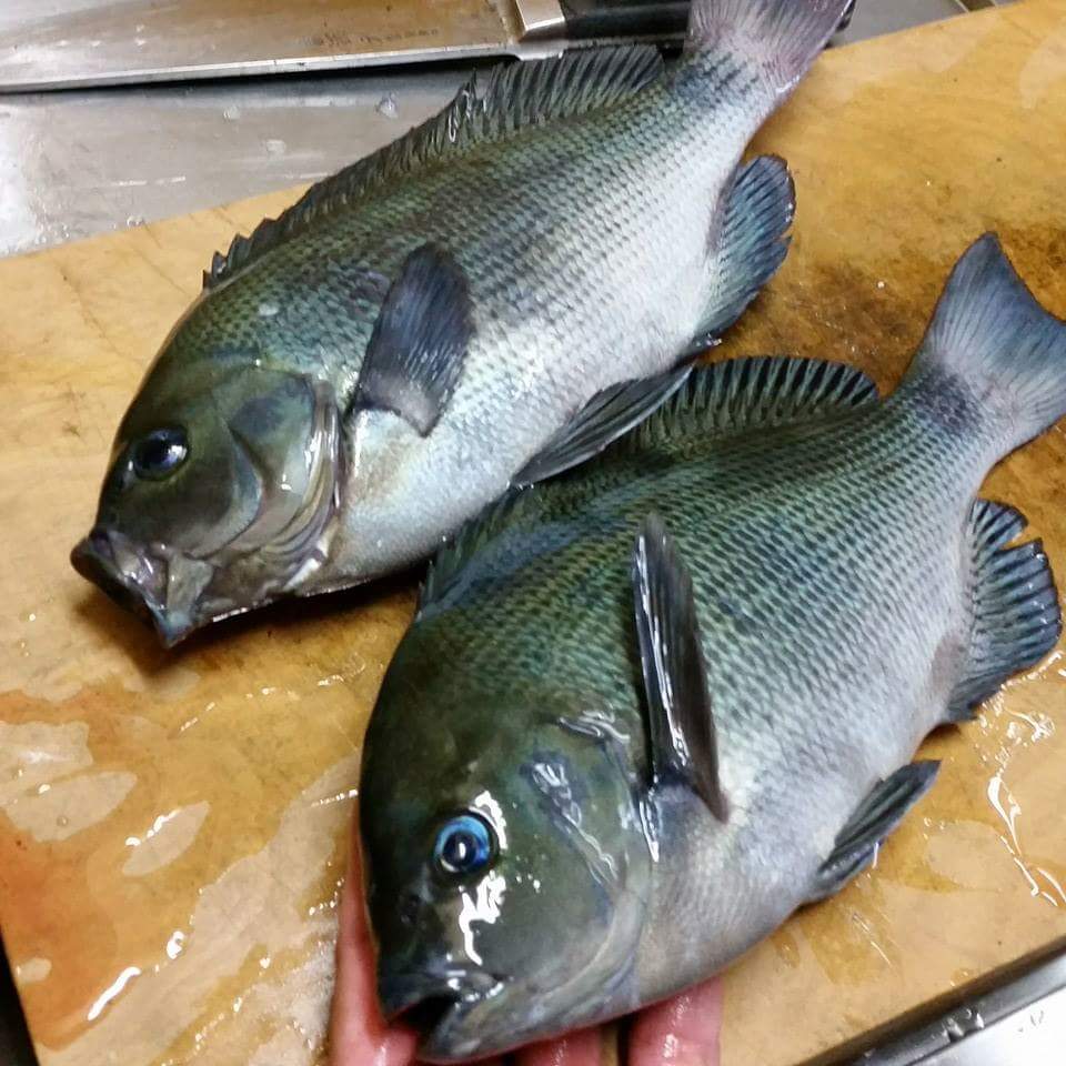 メジナの目が青い理由 気になる田舎生活