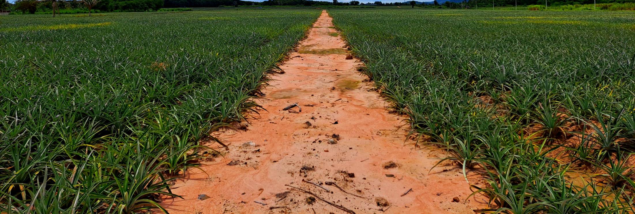 なぜタイの土壌は赤いのか 農タイ生活の備忘録