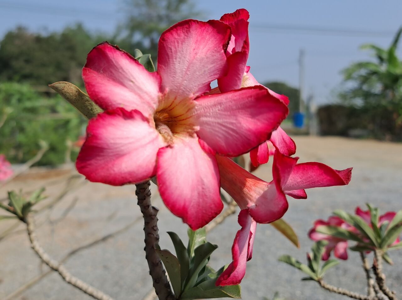 タイで 砂漠のバラ と呼ばれるアデニウムを観察 農タイ生活の備忘録