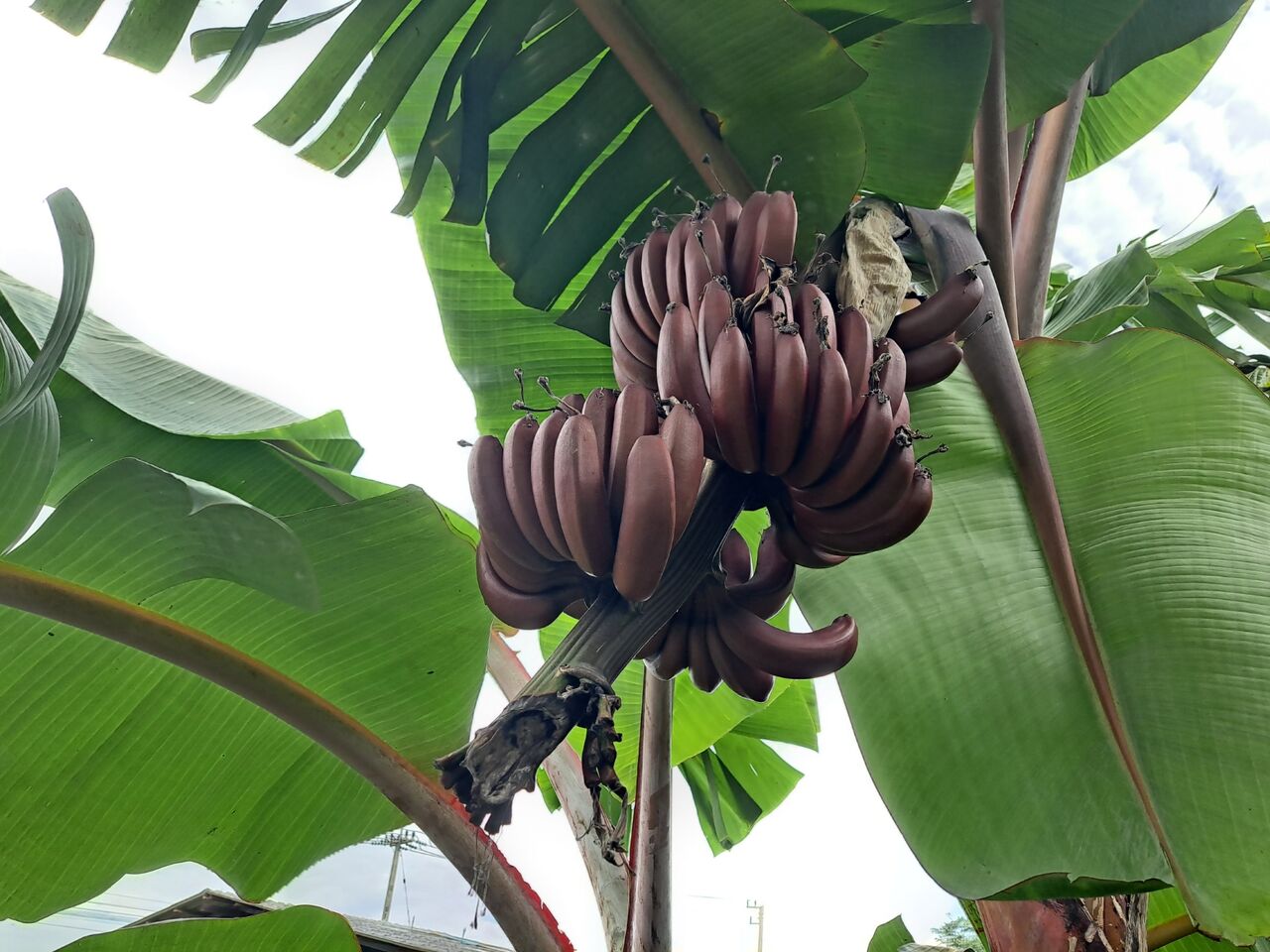 タイで赤いバナナを観察 モラードバナナ 農タイ生活の備忘録